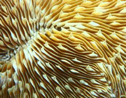 Razor Coral. Photo taken in Haleiwa, HI. 100m macro w/ ex... by Mathew Cook 
